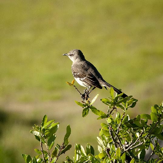 Bird Watching near Rocking R's RV Ranch Bird Watching near Rocking R's RV Ranch